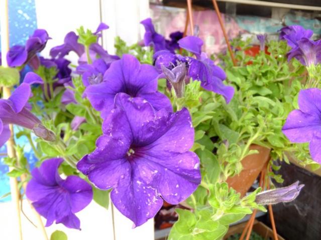 Name:  DSCF0960.jpg
Views: 753
Size:  51.5 KB