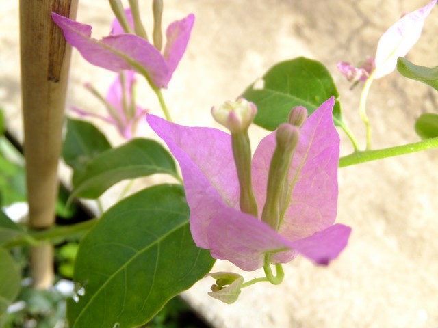 Name:  DSCF0963.jpg
Views: 625
Size:  65.6 KB