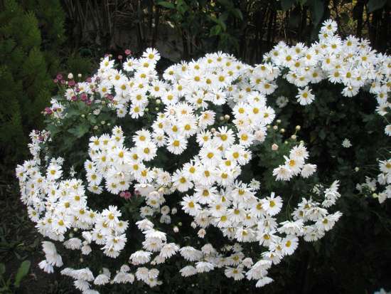 Name:  beyaz k.pat37.jpg
Views: 4104
Size:  63.9 KB