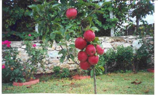 Name:  bodur elma aac.jpg
Views: 7285
Size:  39.7 KB