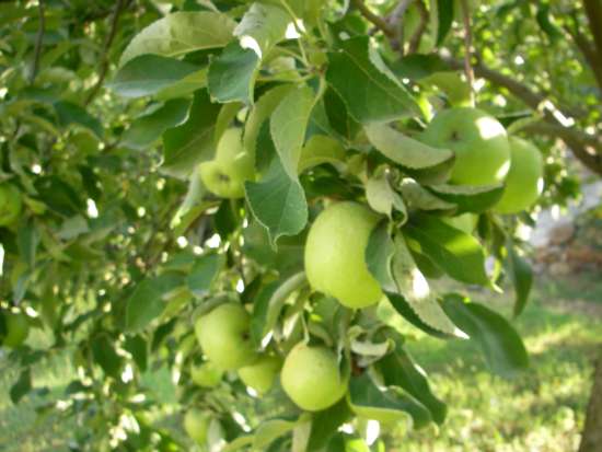 Name:  Kopyas bahe resimleri 028.jpg
Views: 4089
Size:  43.7 KB