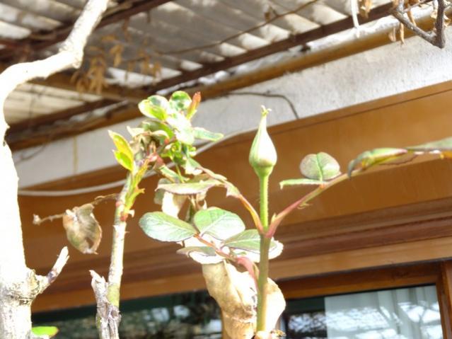 Name:  DSCF0789.jpg
Views: 616
Size:  44.2 KB