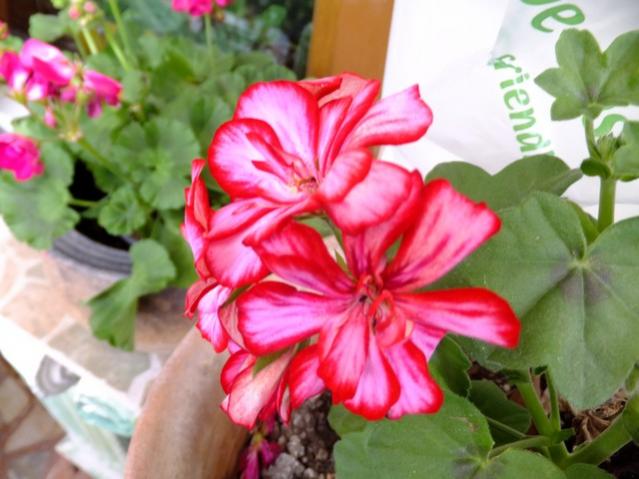 Name:  DSCF0794.jpg
Views: 603
Size:  44.5 KB