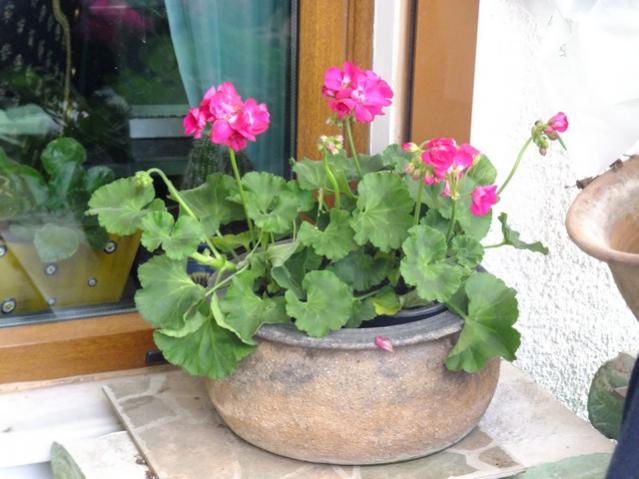 Name:  DSCF0808.jpg
Views: 529
Size:  46.1 KB