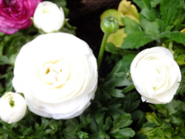 Name:  DSCF0835.jpg
Views: 518
Size:  60.5 KB