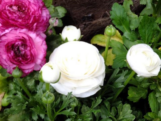 Name:  DSCF0836.jpg
Views: 566
Size:  46.3 KB