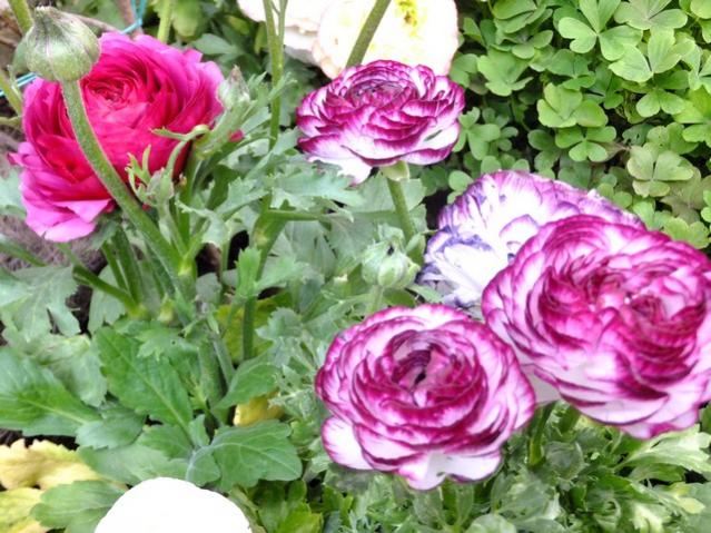 Name:  DSCF0837.jpg
Views: 551
Size:  66.7 KB