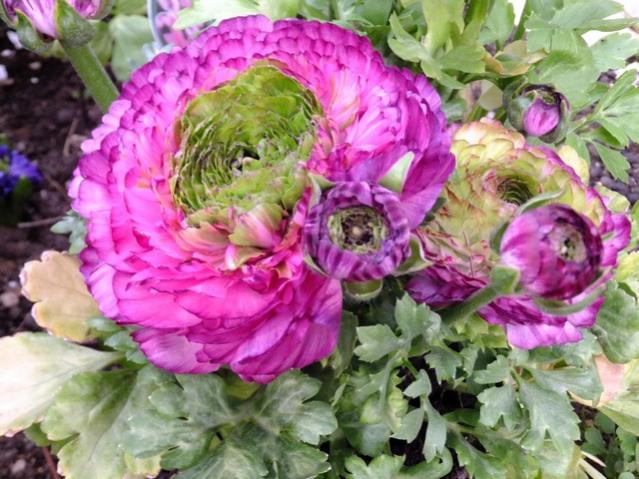 Name:  DSCF0842.jpg
Views: 563
Size:  62.3 KB
