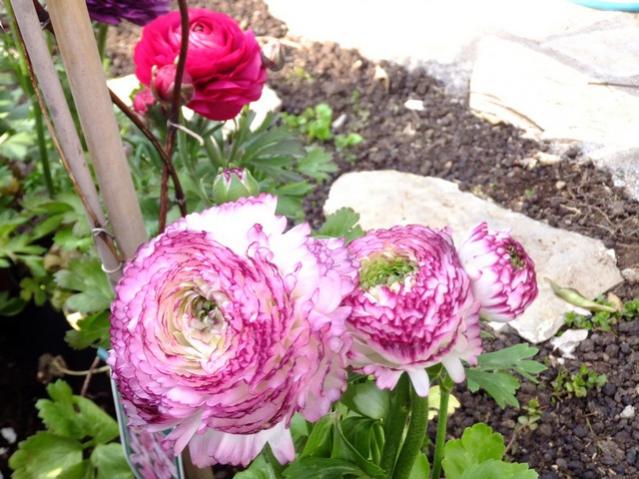 Name:  DSCF0843.jpg
Views: 481
Size:  59.7 KB