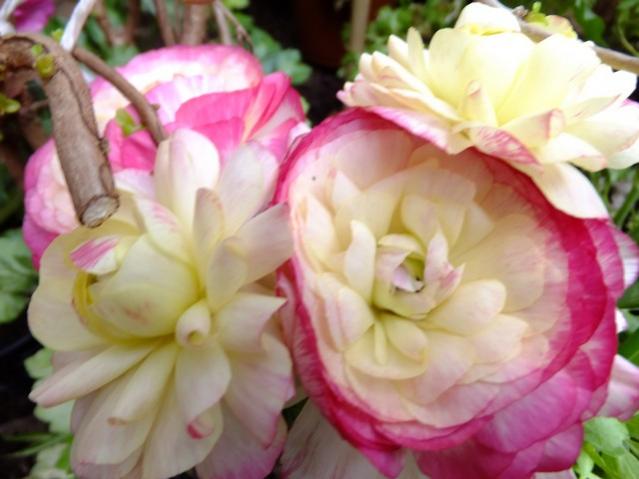Name:  DSCF0852.jpg
Views: 501
Size:  38.2 KB