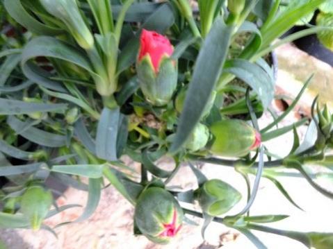 Name:  DSCF0859.jpg
Views: 494
Size:  30.9 KB