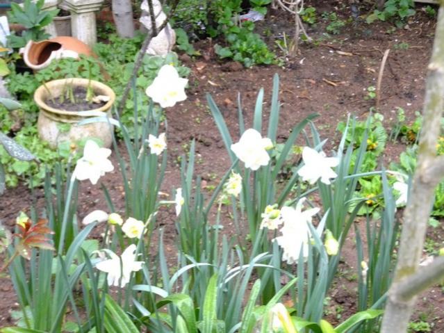 Name:  DSCF1183.jpg
Views: 789
Size:  64.4 KB