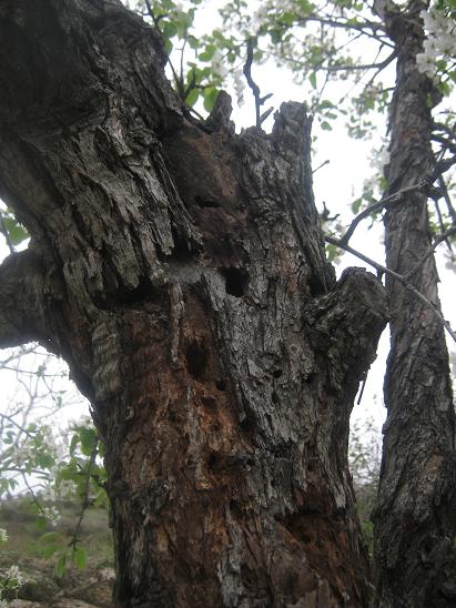 Name:  armut -gvde.JPG
Views: 1395
Size:  61.0 KB
