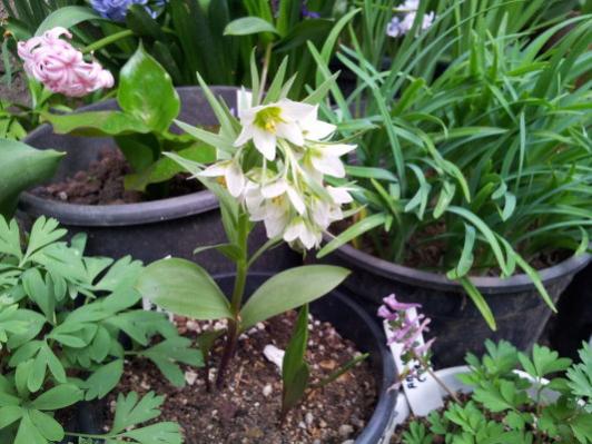 Name:  Fritillaria bucharica-nurek giant (2).jpg
Views: 1382
Size:  45.2 KB