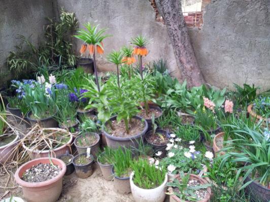 Name:  Fritillaria imperialis.jpg
Views: 1507
Size:  52.8 KB