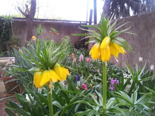 Name:  Fritillaria imperialis-lutea.jpg
Views: 1455
Size:  43.9 KB