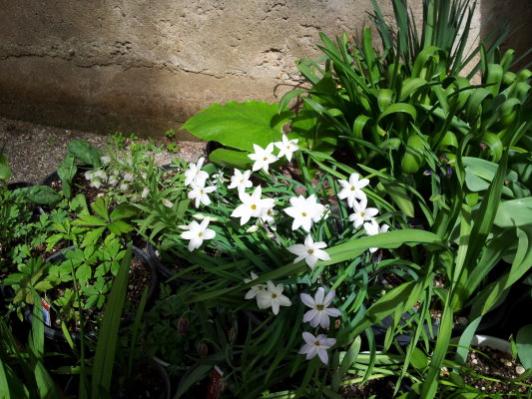 Name:  Ipheion Alberto Castillo.jpg
Views: 1453
Size:  49.2 KB