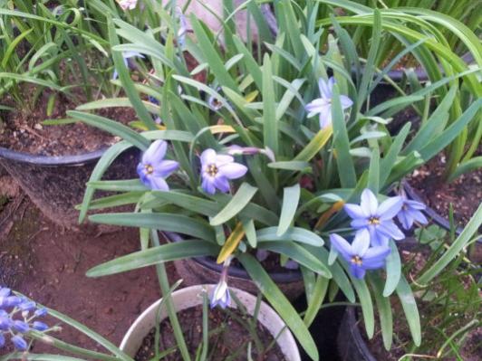 Name:  Ipheion Jessie.jpg
Views: 1533
Size:  47.2 KB