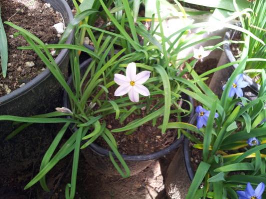 Name:  Ipheion Uniflorum Charlotte Bishop.jpg
Views: 1412
Size:  46.8 KB