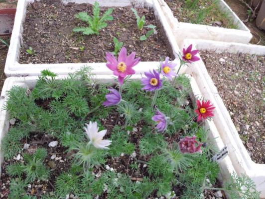 Name:  Pulsatilla vulgaris.jpg
Views: 1393
Size:  55.8 KB