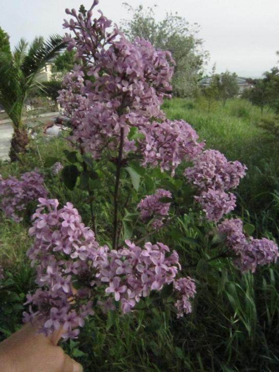 Name:  leylak1.jpg
Views: 1634
Size:  68.0 KB