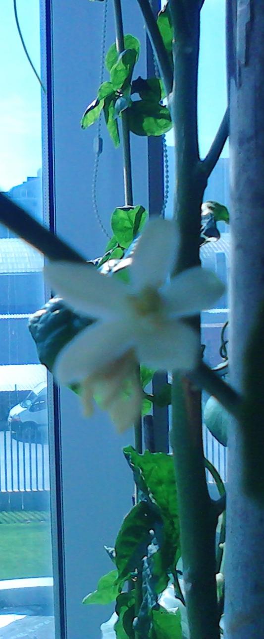 Name:  IMG_20120419_151645.jpg
Views: 905
Size:  77.5 KB