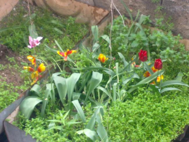 Name:  200420122209.jpg
Views: 1275
Size:  57.6 KB