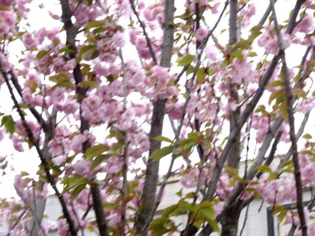 Name:  DSCF1185.jpg
Views: 713
Size:  66.7 KB