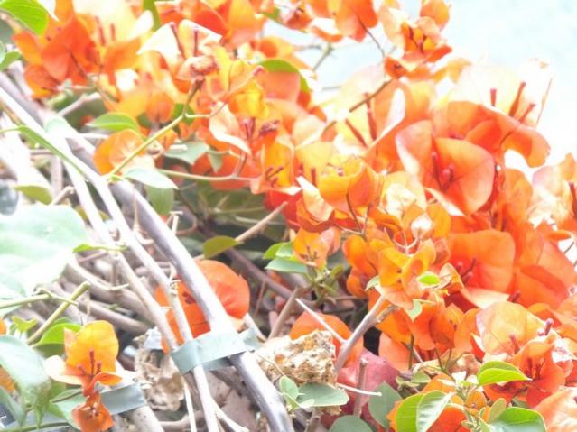 Name:  DSCF1193.jpg
Views: 723
Size:  55.8 KB