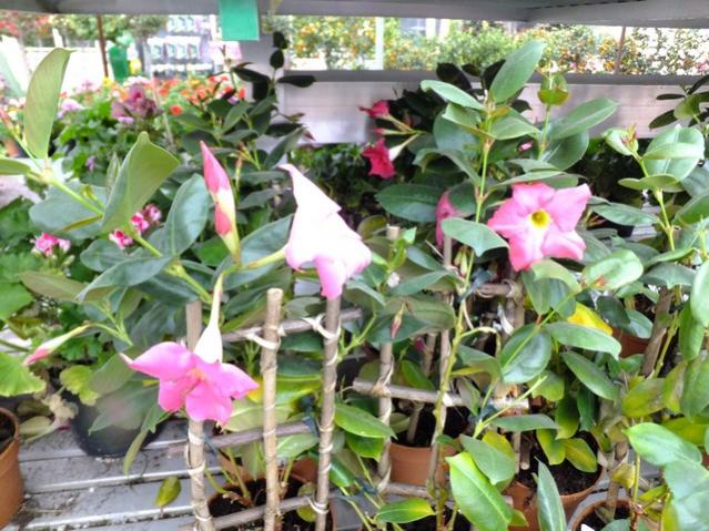 Name:  DSCF1196.jpg
Views: 746
Size:  69.2 KB