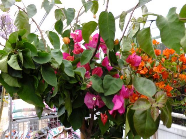 Name:  DSCF1201.jpg
Views: 745
Size:  56.5 KB