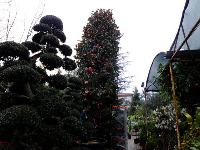 Name:  DSCF1207.jpg
Views: 704
Size:  52.5 KB