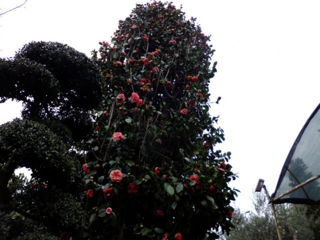 Name:  DSCF1208.jpg
Views: 681
Size:  47.5 KB