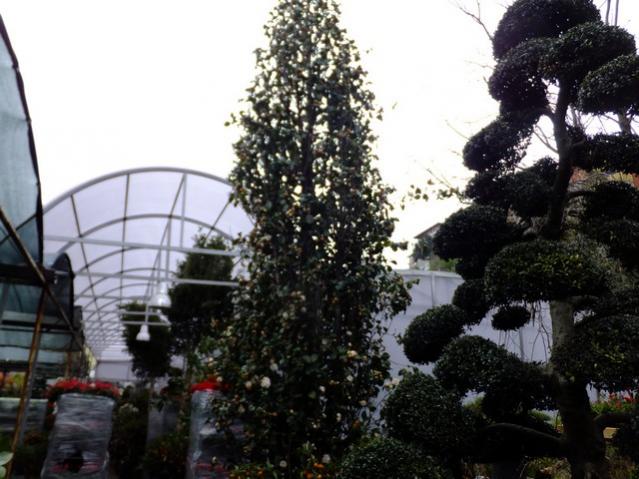 Name:  DSCF1210.jpg
Views: 704
Size:  52.2 KB