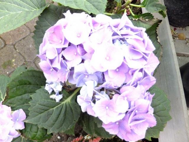 Name:  DSCF1212.jpg
Views: 788
Size:  49.2 KB