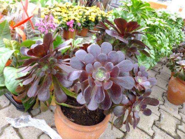 Name:  DSCF1217.jpg
Views: 692
Size:  63.5 KB