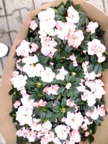 Name:  DSCF1218.jpg
Views: 1197
Size:  37.8 KB