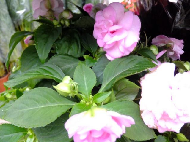 Name:  DSCF1219.jpg
Views: 704
Size:  41.7 KB