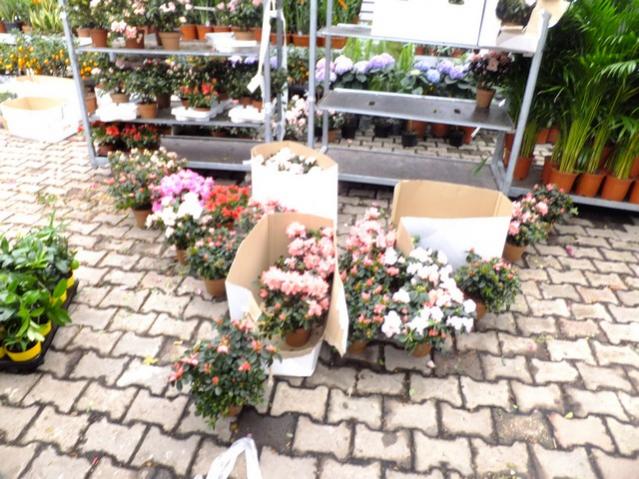 Name:  DSCF1220.jpg
Views: 696
Size:  69.0 KB
