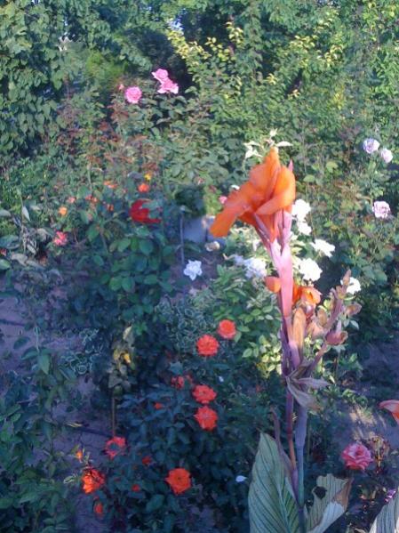 Name:  IMG_0851.jpg
Views: 4994
Size:  64.0 KB