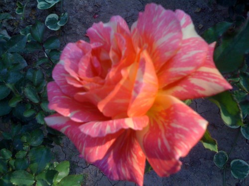 Name:  IMG_0848.jpg
Views: 4940
Size:  48.5 KB
