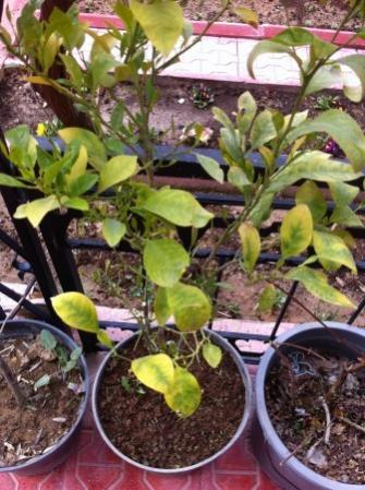 Name:  citrus.jpg
Views: 5026
Size:  39.1 KB