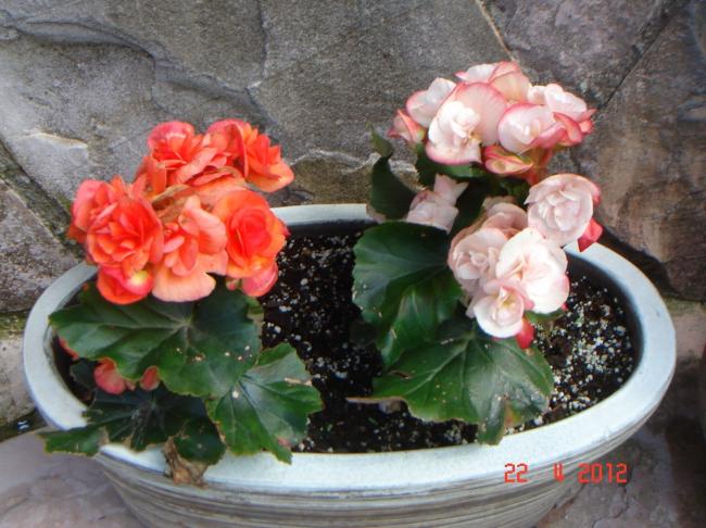 Name:  DSC09747.jpg
Views: 1191
Size:  56.4 KB