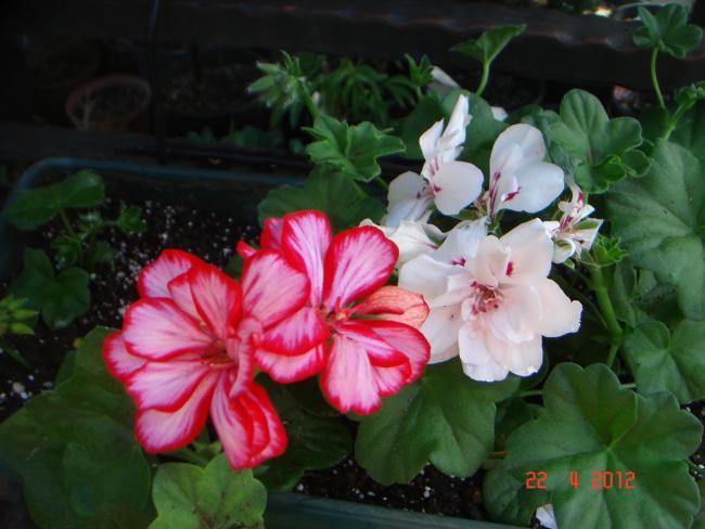 Name:  DSC09692.jpg
Views: 996
Size:  42.9 KB