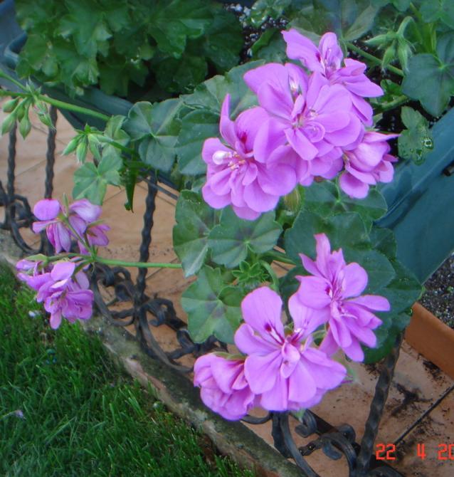 Name:  DSC09700.jpg
Views: 921
Size:  70.0 KB