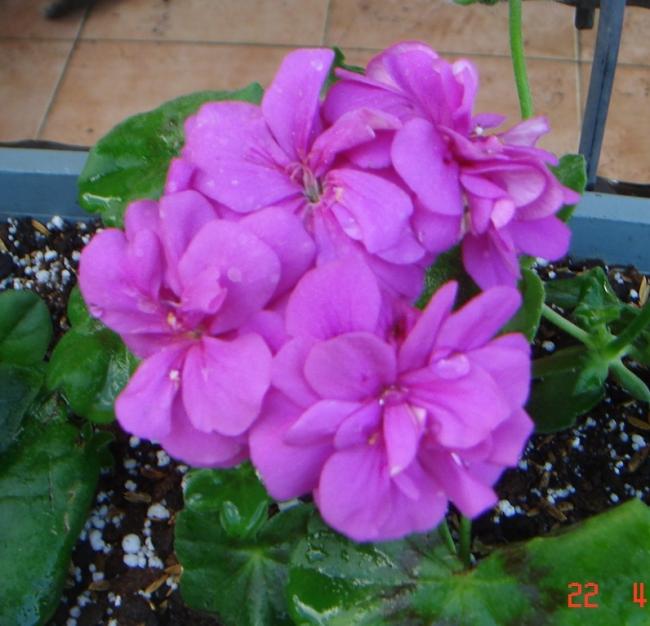 Name:  DSC09704.jpg
Views: 1197
Size:  51.8 KB