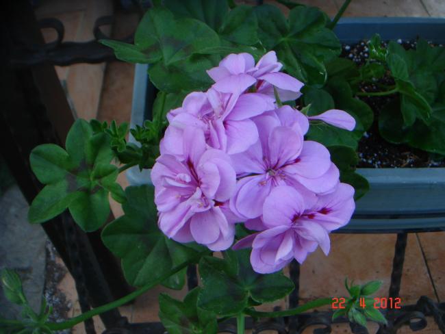 Name:  DSC09705.jpg
Views: 846
Size:  38.9 KB