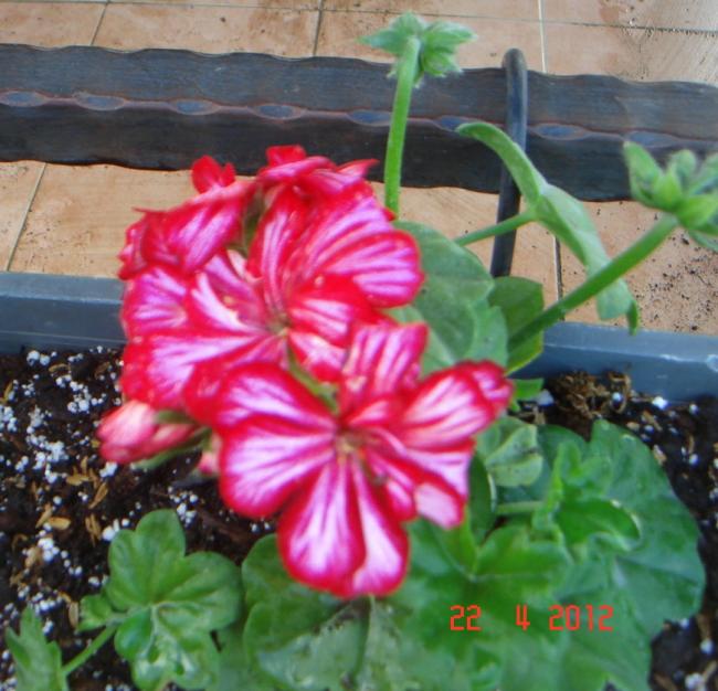 Name:  DSC09702.jpg
Views: 814
Size:  60.0 KB