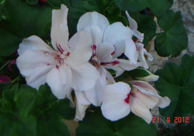 Name:  DSC09637.jpg
Views: 809
Size:  28.8 KB
