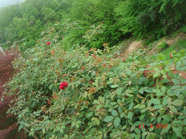 Name:  DSC09564.jpg
Views: 881
Size:  71.5 KB